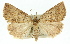  ( - 11ANIC-01576)  @11 [ ] CreativeCommons - Attribution (2011) ANIC/CBG Photography Group Centre for Biodiversity Genomics