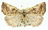  ( - 11ANIC-01577)  @11 [ ] CreativeCommons - Attribution (2011) ANIC/CBG Photography Group Centre for Biodiversity Genomics