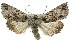  ( - 11ANIC-01605)  @15 [ ] CreativeCommons - Attribution (2011) ANIC/CBG Photography Group Centre for Biodiversity Genomics