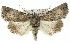  ( - 11ANIC-01607)  @15 [ ] CreativeCommons - Attribution (2011) ANIC/CBG Photography Group Centre for Biodiversity Genomics