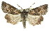  ( - 11ANIC-01609)  @15 [ ] CreativeCommons - Attribution (2011) ANIC/CBG Photography Group Centre for Biodiversity Genomics