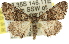  ( - 11ANIC-01634)  @11 [ ] CreativeCommons - Attribution (2011) ANIC/CBG Photography Group Centre for Biodiversity Genomics