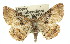  ( - 11ANIC-01660)  @14 [ ] CreativeCommons - Attribution (2011) ANIC/CBG Photography Group Centre for Biodiversity Genomics