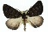  ( - 11ANIC-01691)  @13 [ ] CreativeCommons - Attribution (2011) ANIC/CBG Photography Group Centre for Biodiversity Genomics