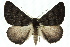  ( - 11ANIC-01692)  @13 [ ] CreativeCommons - Attribution (2011) ANIC/CBG Photography Group Centre for Biodiversity Genomics