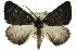  ( - 11ANIC-01694)  @13 [ ] CreativeCommons - Attribution (2011) ANIC/CBG Photography Group Centre for Biodiversity Genomics