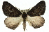  ( - 11ANIC-01695)  @13 [ ] CreativeCommons - Attribution (2011) ANIC/CBG Photography Group Centre for Biodiversity Genomics