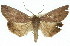  ( - 11ANIC-01698)  @15 [ ] CreativeCommons - Attribution (2011) ANIC/CBG Photography Group Centre for Biodiversity Genomics
