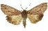  (Palleopa - 11ANIC-01699)  @15 [ ] CreativeCommons - Attribution (2011) ANIC/CBG Photography Group Centre for Biodiversity Genomics