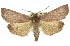  ( - 11ANIC-01701)  @14 [ ] CreativeCommons - Attribution (2011) ANIC/CBG Photography Group Centre for Biodiversity Genomics