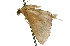  ( - 11ANIC-01711)  @12 [ ] CreativeCommons - Attribution (2011) ANIC/CBG Photography Group Centre for Biodiversity Genomics