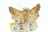  ( - 11ANIC-01713)  @14 [ ] CreativeCommons - Attribution (2011) ANIC/CBG Photography Group Centre for Biodiversity Genomics