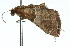  ( - 11ANIC-01741)  @13 [ ] CreativeCommons - Attribution (2011) ANIC/CBG Photography Group Centre for Biodiversity Genomics