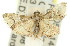  ( - 11ANIC-01755)  @12 [ ] CreativeCommons - Attribution (2011) ANIC/CBG Photography Group Centre for Biodiversity Genomics