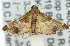  ( - 11ANIC-01758)  @13 [ ] CreativeCommons - Attribution (2011) ANIC/CBG Photography Group Centre for Biodiversity Genomics