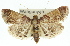  ( - 11ANIC-01763)  @15 [ ] CreativeCommons - Attribution (2011) ANIC/CBG Photography Group Centre for Biodiversity Genomics