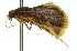  ( - 11ANIC-01786)  @13 [ ] CreativeCommons - Attribution (2011) ANIC/CBG Photography Group Centre for Biodiversity Genomics