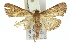  ( - 11ANIC-01788)  @13 [ ] CreativeCommons - Attribution (2011) ANIC/CBG Photography Group Centre for Biodiversity Genomics