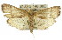  (Ocrasa decoloralis - 11ANIC-01789)  @15 [ ] CreativeCommons - Attribution (2011) ANIC/CBG Photography Group Centre for Biodiversity Genomics