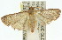  (Ocrasa repetita - 11ANIC-01790)  @14 [ ] CreativeCommons - Attribution (2011) ANIC/CBG Photography Group Centre for Biodiversity Genomics