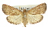  ( - 11ANIC-01793)  @11 [ ] CreativeCommons - Attribution (2011) ANIC/CBG Photography Group Centre for Biodiversity Genomics