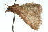  ( - 11ANIC-01801)  @12 [ ] CreativeCommons - Attribution (2011) ANIC/CBG Photography Group Centre for Biodiversity Genomics