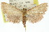  (Ocrasa sp. ANIC1 - 11ANIC-01802)  @11 [ ] CreativeCommons - Attribution (2011) ANIC/CBG Photography Group Centre for Biodiversity Genomics