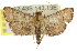  ( - 11ANIC-01805)  @13 [ ] CreativeCommons - Attribution (2011) ANIC/CBG Photography Group Centre for Biodiversity Genomics