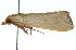  ( - 11ANIC-01806)  @11 [ ] CreativeCommons - Attribution (2011) ANIC/CBG Photography Group Centre for Biodiversity Genomics