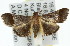  ( - 11ANIC-01829)  @14 [ ] CreativeCommons - Attribution (2011) ANIC/CBG Photography Group Centre for Biodiversity Genomics