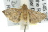  ( - 11ANIC-01852)  @12 [ ] CreativeCommons - Attribution (2011) ANIC/CBG Photography Group Centre for Biodiversity Genomics