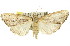  ( - 11ANIC-01863)  @13 [ ] CreativeCommons - Attribution (2011) ANIC/CBG Photography Group Centre for Biodiversity Genomics