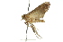  ( - 11ANIC-01864)  @12 [ ] CreativeCommons - Attribution (2011) ANIC/CBG Photography Group Centre for Biodiversity Genomics