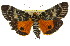  (Cardamyla - 11ANIC-01869)  @15 [ ] CreativeCommons - Attribution (2011) ANIC/CBG Photography Group Centre for Biodiversity Genomics