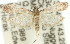 ( - 11ANIC-01887)  @13 [ ] CreativeCommons - Attribution (2011) ANIC/CBG Photography Group Centre for Biodiversity Genomics