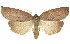  (Paralaea sarcodes - 11ANIC-01905)  @15 [ ] CreativeCommons - Attribution (2011) ANIC/CBG Photography Group Centre for Biodiversity Genomics