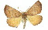  ( - 11ANIC-01951)  @14 [ ] CreativeCommons - Attribution (2011) ANIC/CBG Photography Group Centre for Biodiversity Genomics