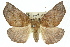  (Mnesampela - 11ANIC-01961)  @15 [ ] CreativeCommons - Attribution (2011) ANIC/CBG Photography Group Centre for Biodiversity Genomics