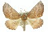  ( - 11ANIC-01962)  @11 [ ] CreativeCommons - Attribution (2011) ANIC/CBG Photography Group Centre for Biodiversity Genomics