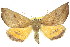  ( - 11ANIC-01973)  @11 [ ] CreativeCommons - Attribution (2011) ANIC/CBG Photography Group Centre for Biodiversity Genomics