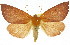  ( - 11ANIC-01988)  @15 [ ] CreativeCommons - Attribution (2011) ANIC/CBG Photography Group Centre for Biodiversity Genomics