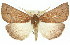  ( - 11ANIC-01991)  @13 [ ] CreativeCommons - Attribution (2011) ANIC/CBG Photography Group Centre for Biodiversity Genomics