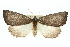  ( - 11ANIC-01993)  @13 [ ] CreativeCommons - Attribution (2011) ANIC/CBG Photography Group Centre for Biodiversity Genomics