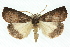  ( - 11ANIC-01994)  @14 [ ] CreativeCommons - Attribution (2011) ANIC/CBG Photography Group Centre for Biodiversity Genomics