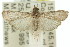  ( - 11ANIC-02063)  @14 [ ] CreativeCommons - Attribution (2011) ANIC/CBG Photography Group Centre for Biodiversity Genomics