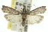  (Phycita sp. ANIC1 - 11ANIC-02064)  @15 [ ] CreativeCommons - Attribution (2011) ANIC/CBG Photography Group Centre for Biodiversity Genomics