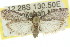  ( - 11ANIC-02065)  @11 [ ] CreativeCommons - Attribution (2011) ANIC/CBG Photography Group Centre for Biodiversity Genomics