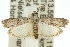  ( - 11ANIC-02068)  @13 [ ] CreativeCommons - Attribution (2011) ANIC/CBG Photography Group Centre for Biodiversity Genomics