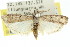  ( - 11ANIC-02069)  @12 [ ] CreativeCommons - Attribution (2011) ANIC/CBG Photography Group Centre for Biodiversity Genomics
