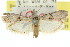  ( - 11ANIC-02072)  @12 [ ] CreativeCommons - Attribution (2011) ANIC/CBG Photography Group Centre for Biodiversity Genomics